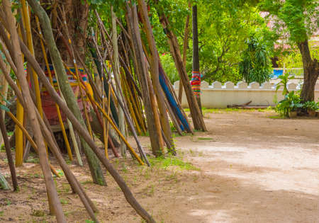 Crutches under Bodhi trees at phra tad lampang luang at Lampang province ,Thailand.の写真素材