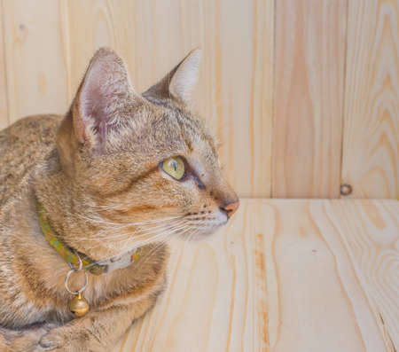 image of brown color Thai cat lying On wood floor and background.の写真素材