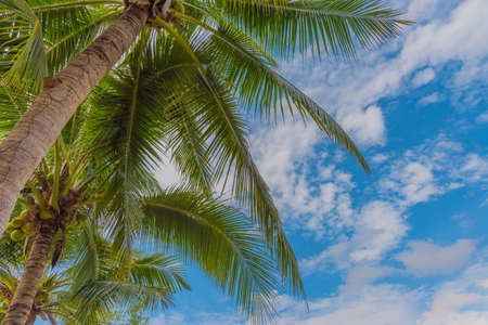 image of coconut tree on day time and clear blue sky.の写真素材