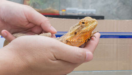 image of hand hold yellow Bearded Dragon .の写真素材