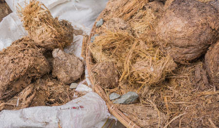 image of elephant poop on the ground.