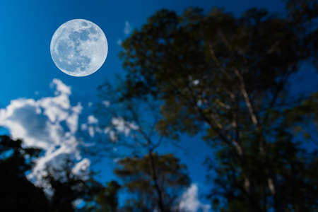 full moon and blur silhouette tree with clear sky image.の写真素材