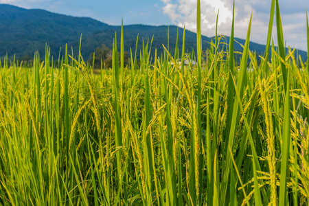 Panorama image of beauty sunny day on the rice field with sky and mountain in background at Doi...