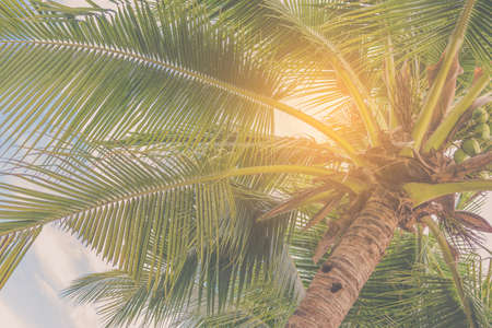 vintage tone image of coconut tree on day time and clear blue sky.の写真素材