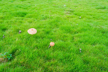 grass texture and mushroom image day time .の写真素材
