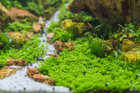 close up image of aquarium tank with a variety of aquatic plants inside.の写真素材