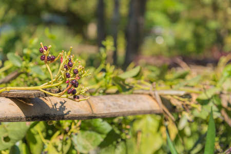 close up shot of East Indian Spinach day time.の写真素材
