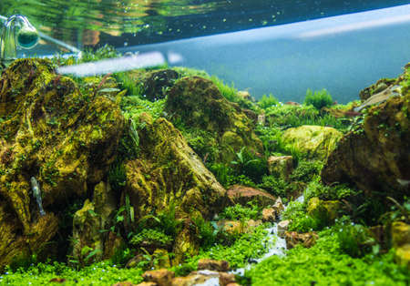 close up image of aquarium tank with a variety of aquatic plants inside.の写真素材