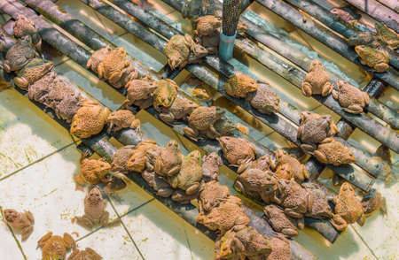image of East Asian bullfrog in pond.の写真素材