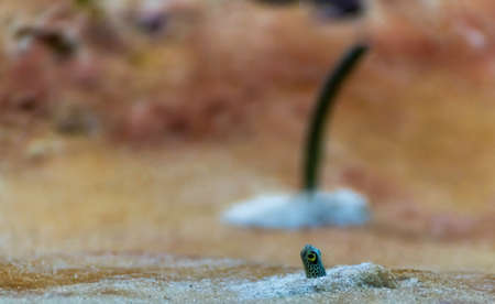 image of garden eel in aquarium tank.