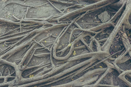 root of banyan tree and dry leaf on ground.(vintage tone)