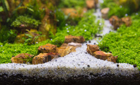 close up image of aquarium tank with a variety of aquatic plants inside.