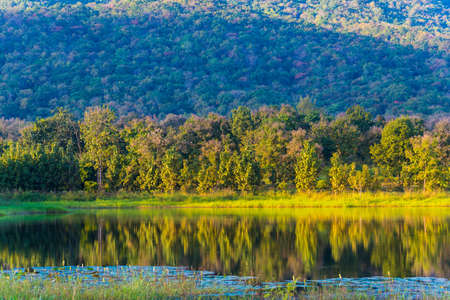 image of lotus in pond and mountain in background.