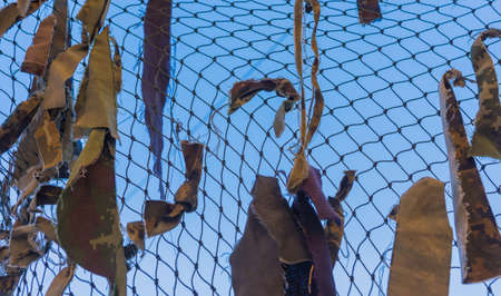 Texture Thailand military camouflage netsの写真素材