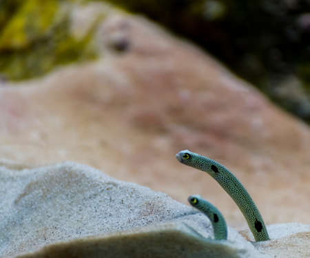 image of garden eel in aquarium tank.の写真素材