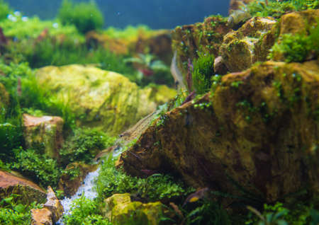 close up image of aquarium tank with a variety of aquatic plants inside.の写真素材