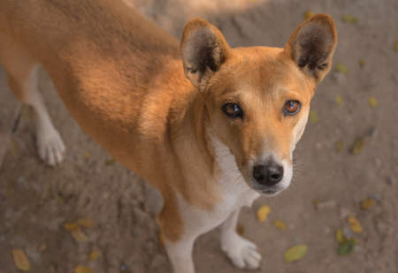 brown cute dog on day time .の写真素材