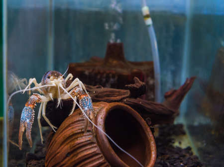 Ghost Mix crayfish(Procambarus clarkii) in aquarium tankの写真素材