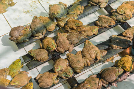 image of East Asian bullfrog in pond.の写真素材