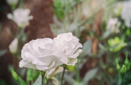 image of white lisianthus flower bed on day time.の写真素材