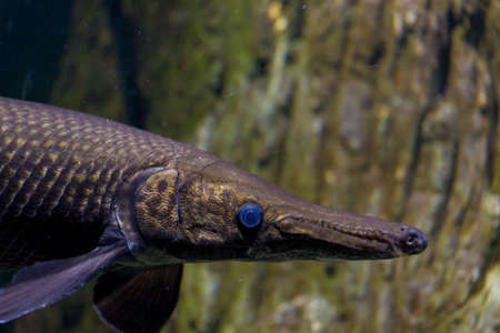 image of Alligator gar fish in aquarium tank.の写真素材