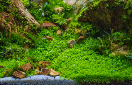 close up image of aquarium tank with a variety of aquatic plants inside.の写真素材
