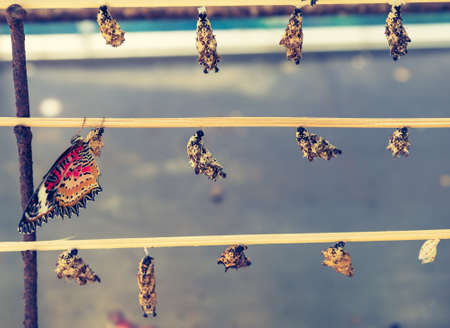 image of  New Born Butterfly Pupae hang on wooden stick.の写真素材