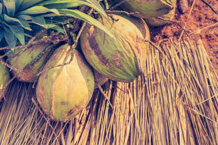vintage tone image of coconut on ground .の写真素材