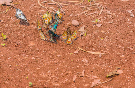 image of butterfly on ground in the garden day time .の写真素材