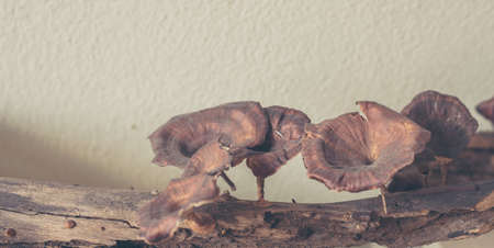 image of Lingzhi mushroom in modern farm.