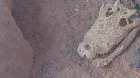 vintage tone image of crocodile skull for background texture .の写真素材