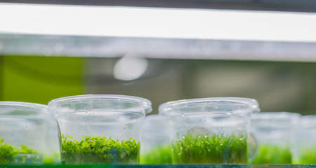 image of Aquatic Plant tissue culture in the laboratory(New large pearl grass)の写真素材