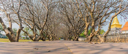 perspective image of Plumeria or Temple tree tunnel .This place is the landmark of Nan province, Thailandの写真素材