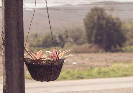 vintage tone image of  Bromeliad in basket pot with blur tree in background.の写真素材