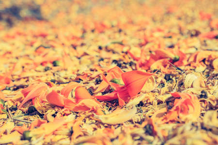 close up shot of orange dhak flower on ground on day time .の写真素材