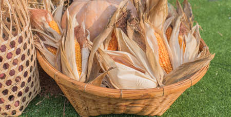 image of A basket of dry sweet corn for background usage.の写真素材
