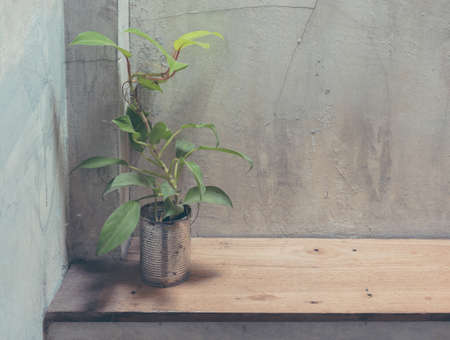 vintage tone image of plant in can with cement wall background.の写真素材