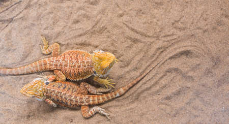 image of Bearded Dragon (Pogona vitticeps) on sand.の写真素材