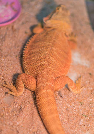 image of Bearded Dragon (Pogona vitticeps) on sand.(focus on back)の写真素材