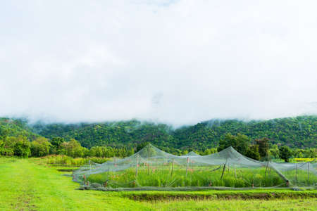 Rice cultivation with mesh to protect the animals, destroying crops. mountain background.の写真素材