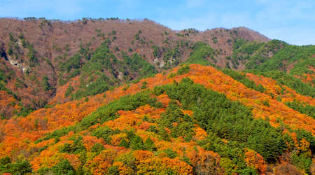 image of the tropical mountain forest on fall season to see colorful trees.の写真素材