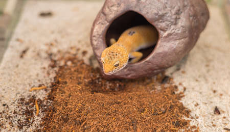 image of leopard gecko (Eublepharis macularius) lizard and hive on sand.の写真素材
