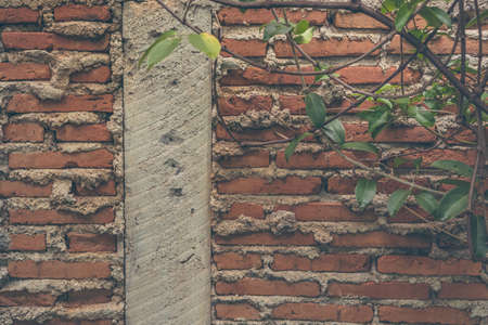 image of green leaf and brick wall for background usage.