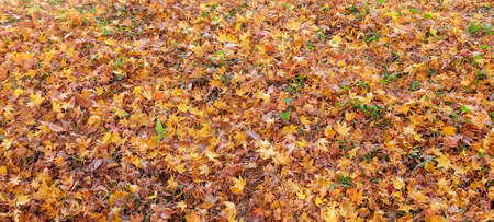 image of yellow maple leaves on ground in japan.