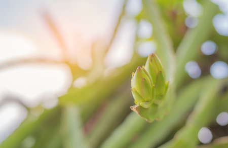 image of raw  dragon fruit (Pitaya) in the garden.の写真素材