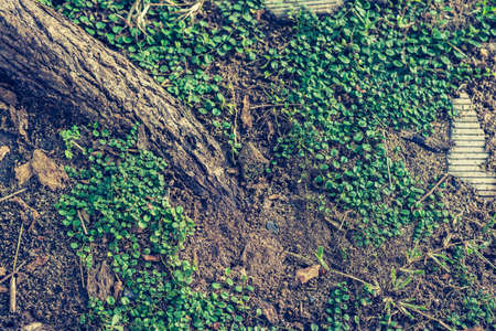 image of  Creeping plant in the garden on day time.の写真素材