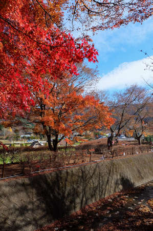 image of red maple tree along the canal in japan.のeditorial素材