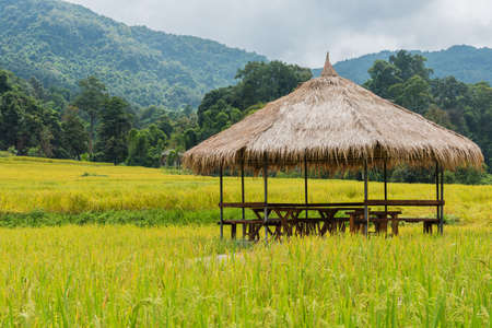 image of beauty sunny day on the golden rice field with hut and mountain at Mae Klang Luang Home Stay in Doi Inthanon national park Chiang Mai,Thailand.の写真素材
