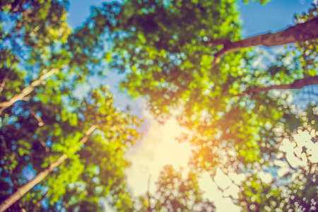 vintage tone blur image of Abstract bokeh of green tree for background usage.の写真素材