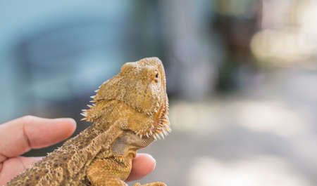 image of hand hold yellow Bearded Dragon .の写真素材